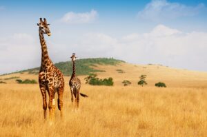 Portrait of two Masai giraffes walking in the dry grass of Kenyan savannah, Africa